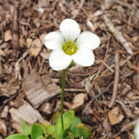 Parnassia cabulica